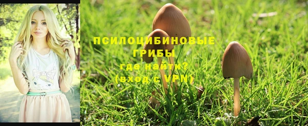 прущие грибы Бикин